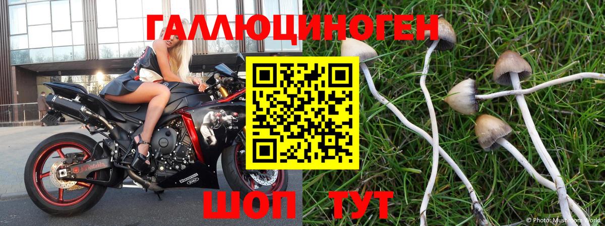 Галлюциногенные грибы Psilocybe Луга